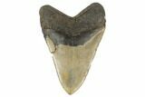 Huge, Fossil Megalodon Tooth - North Carolina #188210-2